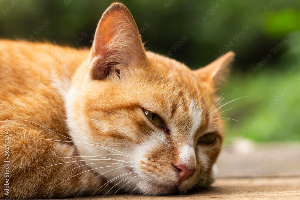 close-up street homeless furry cat is lying on the floor· close-up street homeless furry cat is lying on the floor·