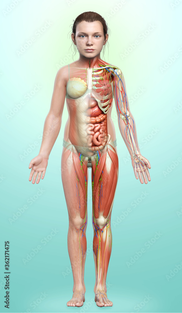 3d rendered medically accurate of the young girl anatomy 3d rendered medically accurate of the young girl anatomy