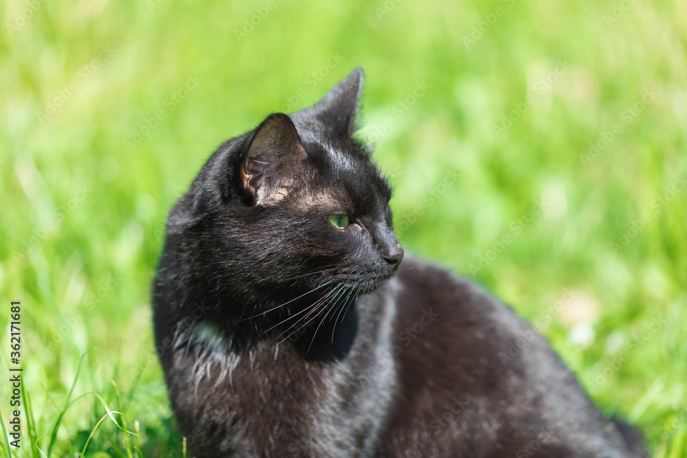 An adult black cat sits resting in the park zone