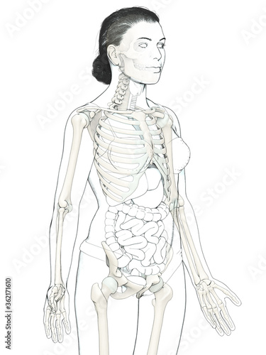 3d rendered  medically accurate illustration of a female skeleton system