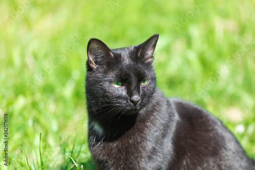 An adult black cat sits resting in the park zone