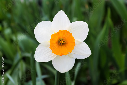 white narcissus on a green background