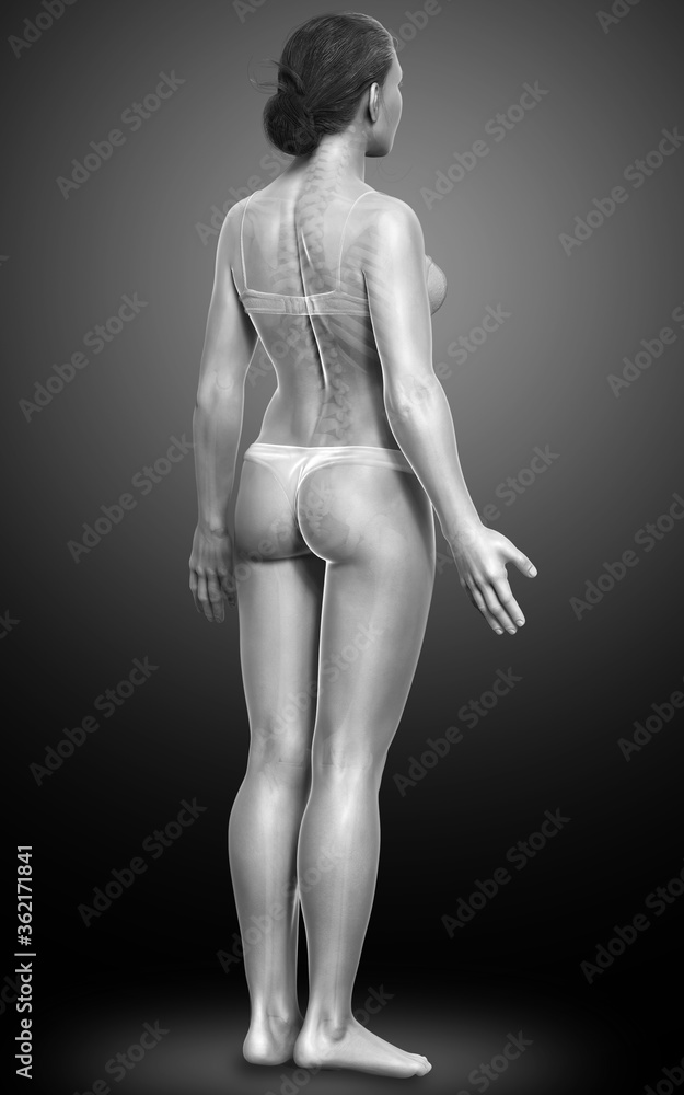 3d rendered illustration of the female body 3d rendered illustration of the female body