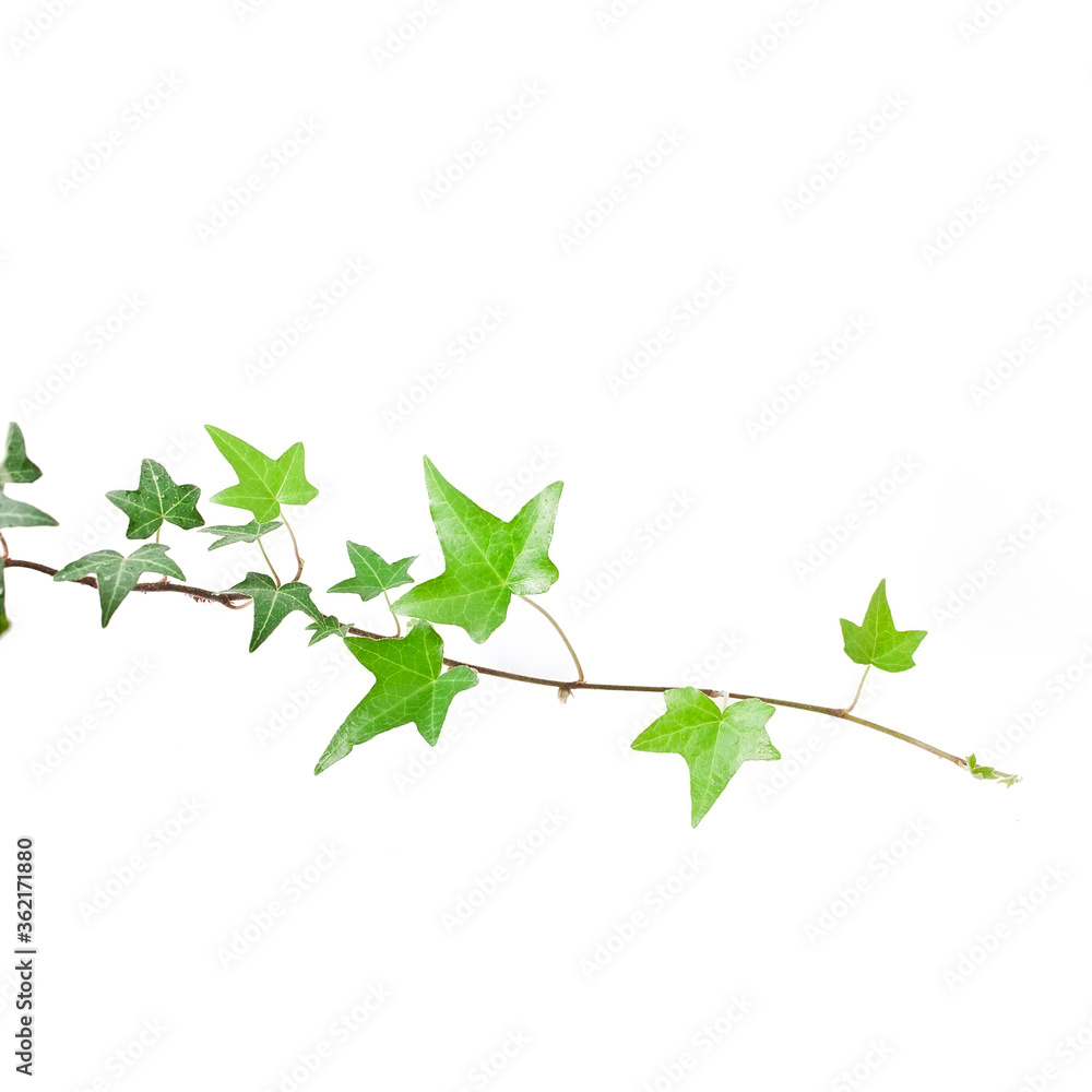Green ivy plant (Hedera helix) isolated on a white background. Green ivy plant (Hedera helix) isolated on a white background.
