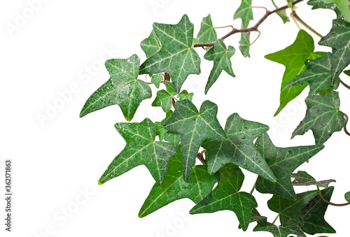 Green ivy plant  Hedera helix  isolated on a white background.