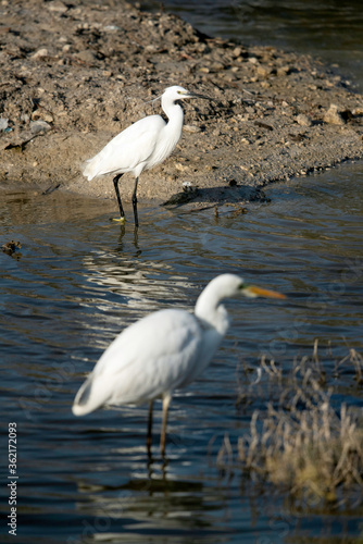 Great Egret and intermediate egret at Buhair lake  Bahrain