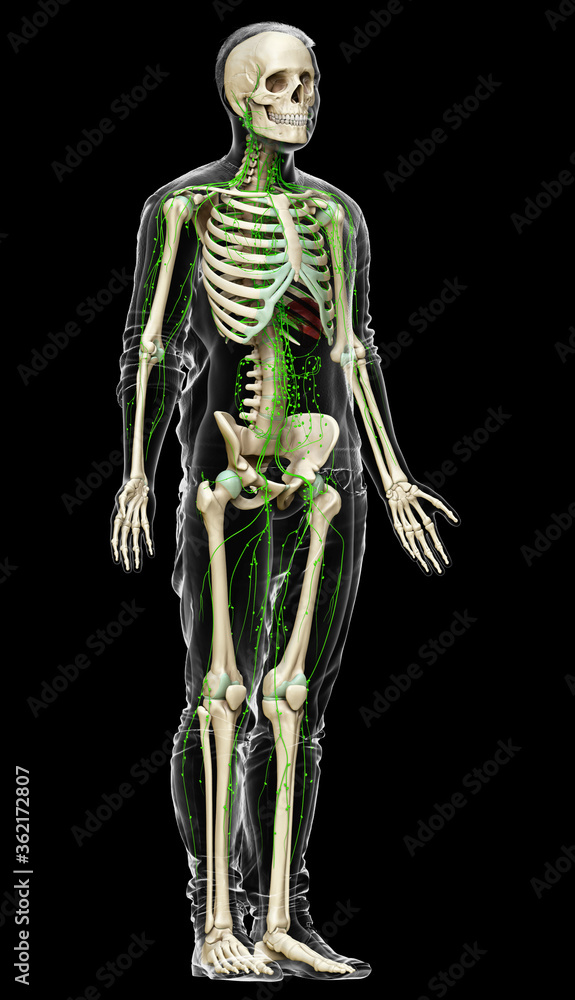 3d rendered medically accurate illustration of a male lymphatic system 3d rendered medically accurate illustration of a male lymphatic system