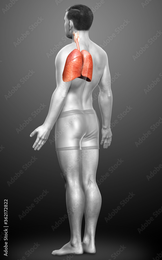 3d rendered, medically accurate illustration of a male lung anatomy 3d rendered, medically accurate illustration of a male lung anatomy