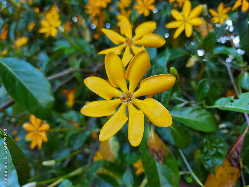 Gardenia carinata Wallich. The flowers are dark yellow, very popular because they are beautiful ornamental plants. The flowers are fragrant. Gardenia carinata Wallich. The flowers are dark yellow, very popular because they are beautiful ornamental plants. The flowers are fragrant.