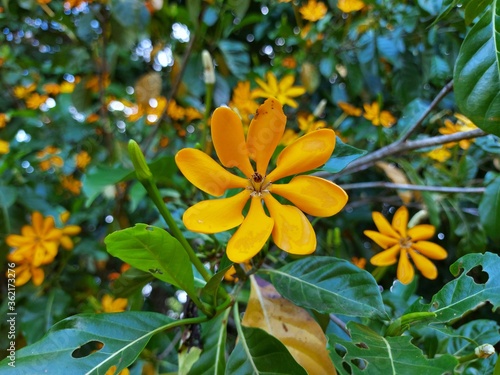 Gardenia carinata Wallich. The flowers are dark yellow, very popular because they are beautiful ornamental plants. The flowers are fragrant. photo