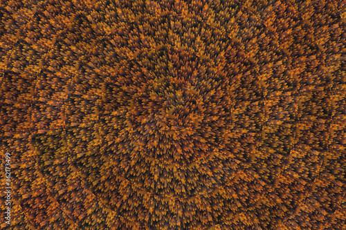 abstract nature background fall trees top view