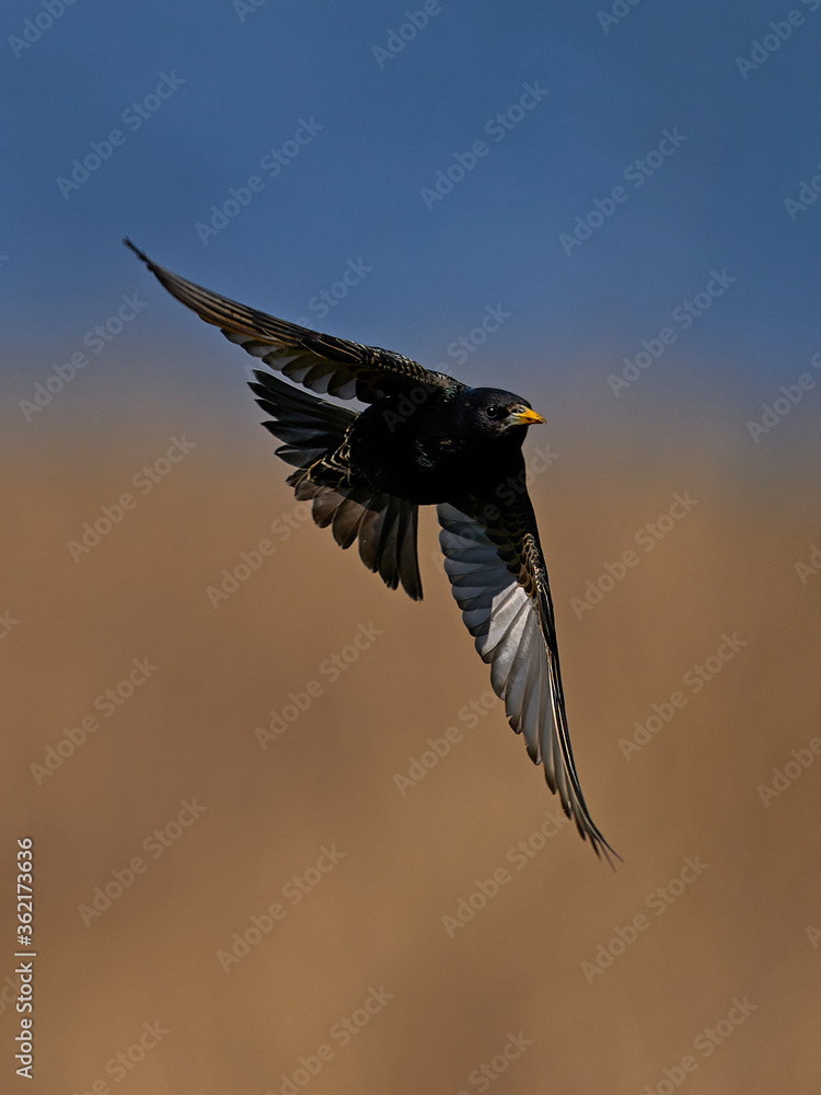 Obraz premium Common starling (Sturnus vulgaris) in its natural habitat in Denmark