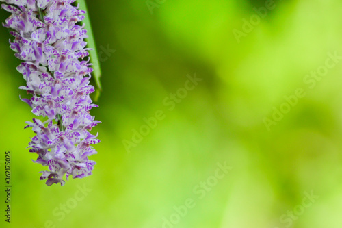 Bright orchids and beautiful blurred backgrounds