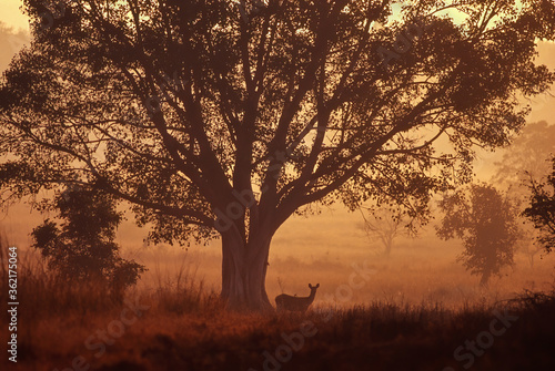 Spotted deer  Axis axis   silhouette at dawn in Kanha National Park  India