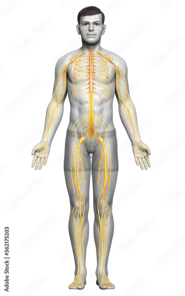 3d rendered medically accurate illustration of a male nervous system 3d rendered medically accurate illustration of a male nervous system