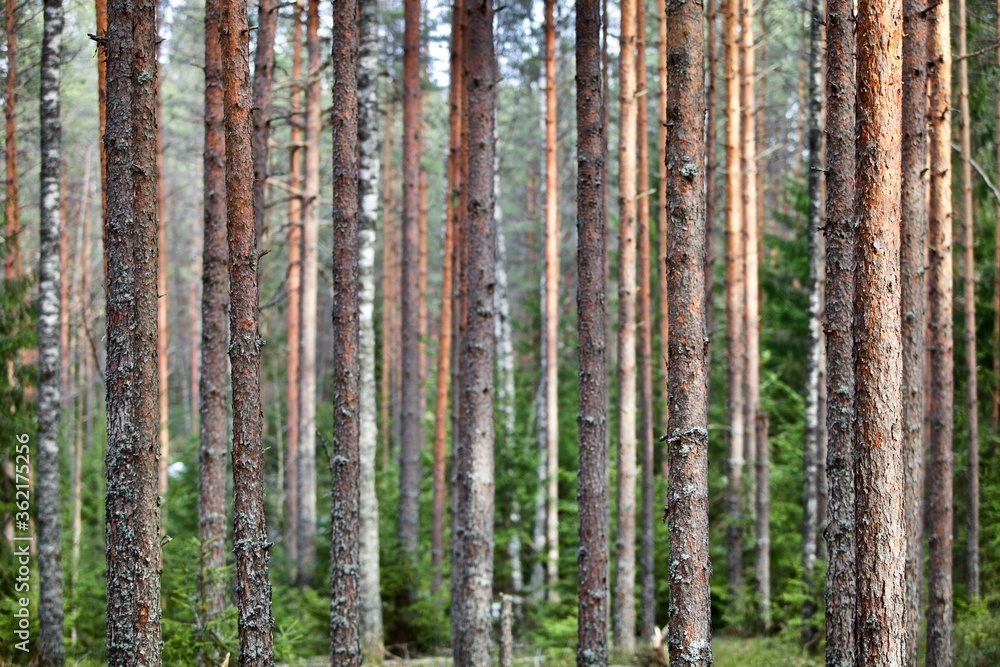 Naklejka premium Pine trees and fir trees in spring Coniferous forest close up. Coniferous forest landscape in sunny day. Nature reserve. Evergreen Pine tree forest in sun light. Primeval Woodland. Spruce trees