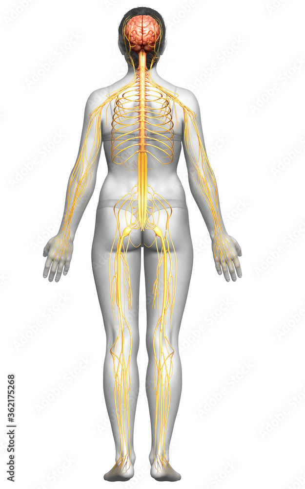 3d rendered medically accurate illustration of a female nervous system 3d rendered medically accurate illustration of a female nervous system