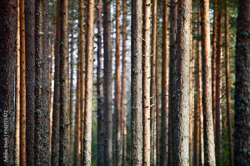 Pine trees and fir trees trunks in spring Coniferous forest close up. Coniferous forest landscape in sunny day. Nature reserve. Evergreen Pine tree forest in sun light. Primeval Woodland. Spruce trees