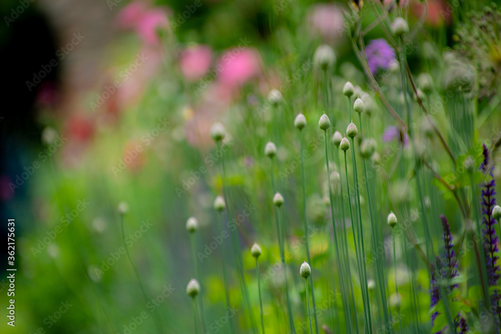 7月上野ファーム植物の世界