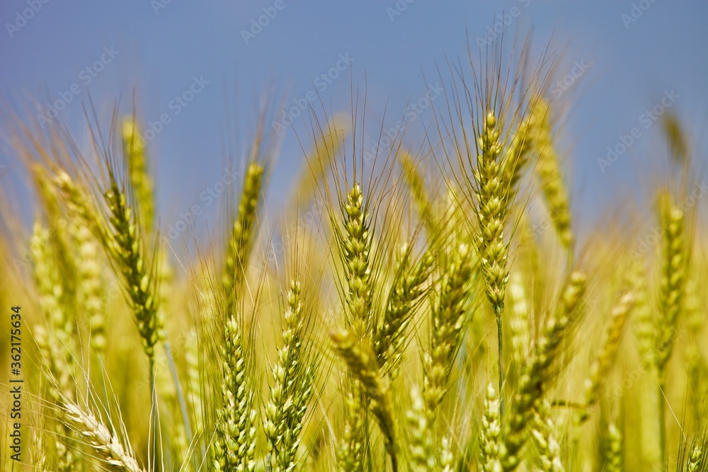 Golden wheat field in summer sunny day on blue sky background. Summer background. Wheat spike close-up view. Golden wheat ears in sunlight. Wheat sprouts on agricultural field. Organic farming. Golden wheat field in summer sunny day on blue sky background. Summer background. Wheat spike close-up view. Golden wheat ears in sunlight. Wheat sprouts on agricultural field. Organic farming.