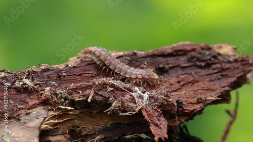 Polydesmus sp. (Polydesmidae) moves on wood. photo