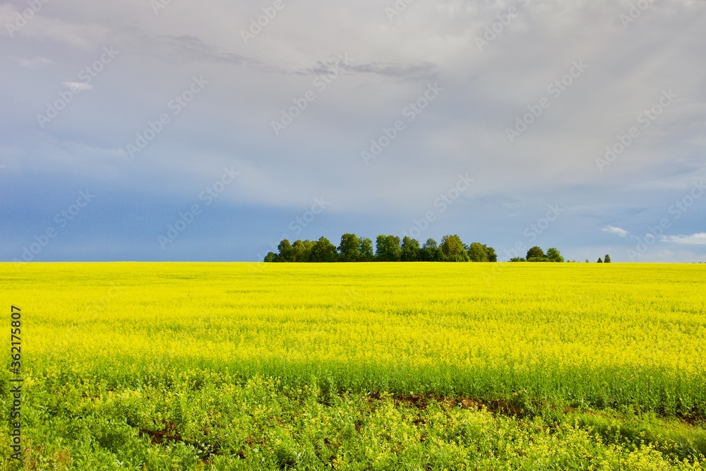 Bright yellow blooming rapeseed field in sunny summer day. View on the field. Beautiful yellow meadow and dramatic blue sky with clouds. Summer background. Rapeseed field in sunlight. Organic farming