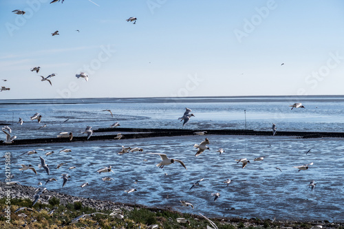 Seagull Hatchery at Eider Sperrwerk in Germany