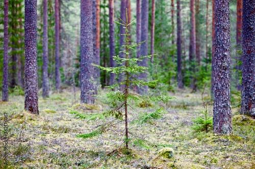 Young spruce in spring coniferous forest close up. Spring sapling in spruce forest. Nature reserve recovery. Evergreen Pine tree forest recover. Forest protection. New life concept. Clean environment.