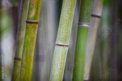 Bamboo forest close-up. Rainforest plants recovery. Bamboo stem texture close up. Bamboo background pattern. Ecological natural material. Bright Green bamboo grove. Selected focus. Abstract background