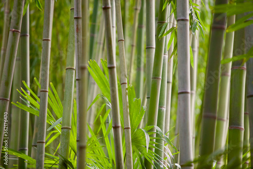 Fototapeta Naklejka Na Ścianę i Meble -  Bamboo forest close-up. Rainforest plants recovery. Bamboo stem texture close up. Bamboo background pattern. Ecological natural material. Bright Green bamboo grove. Selected focus. Abstract background