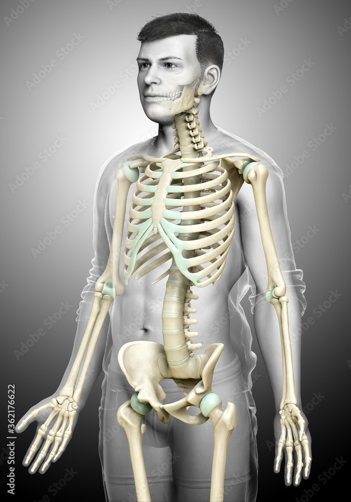 3d rendered, medically accurate illustration of a male skeleton system 3d rendered, medically accurate illustration of a male skeleton system