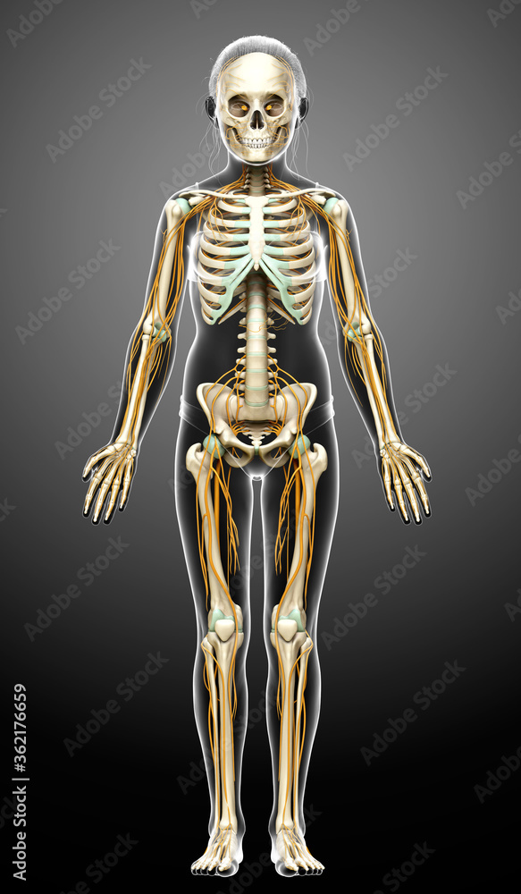 3d rendered medically accurate illustration of a young girl nervous system and skeleton system 3d rendered medically accurate illustration of a young girl nervous system and skeleton system