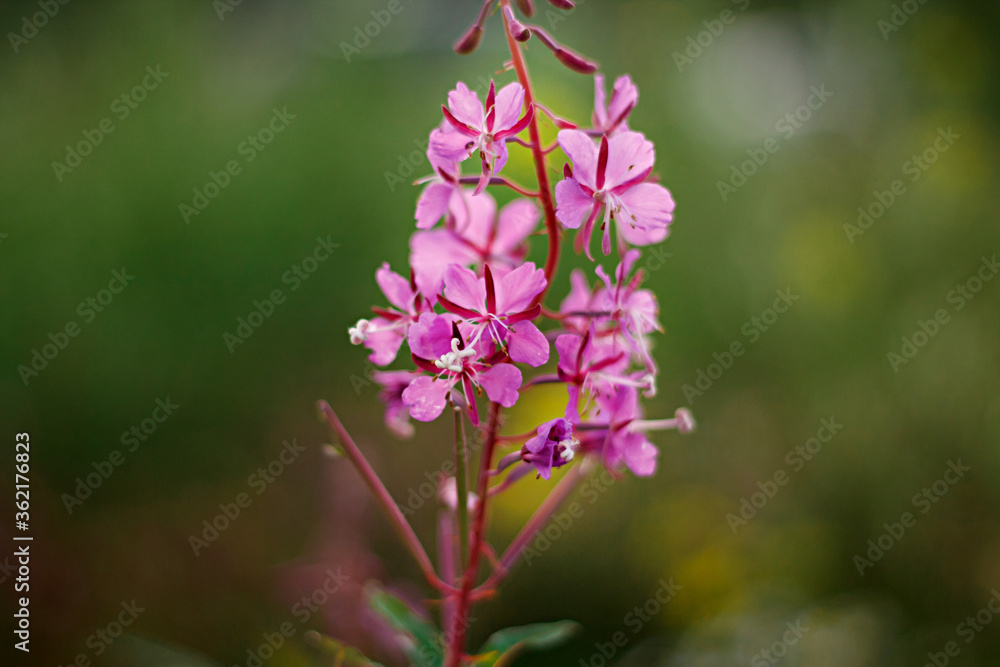 summer wildflowers at sunset. flower composition. lilac flowers closeup with blurry background. summer wildflowers at sunset. flower composition. lilac flowers closeup with blurry background.