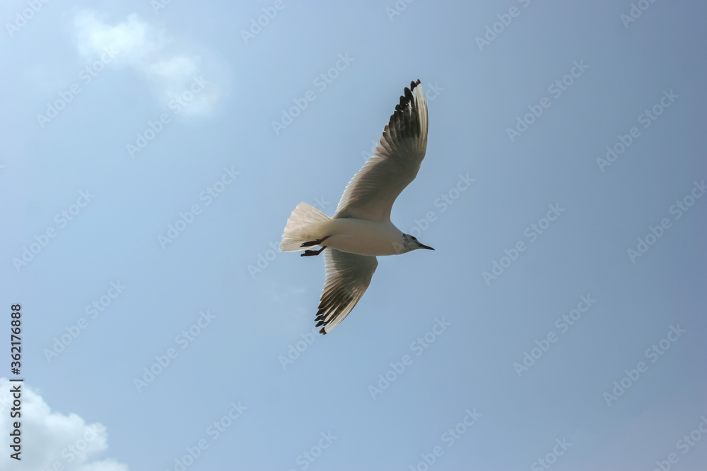 Seagulls flying in sky at way to Bet Dwarka, Gujarat, India