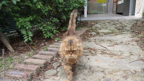 angry and cranky cat walking on the pavement