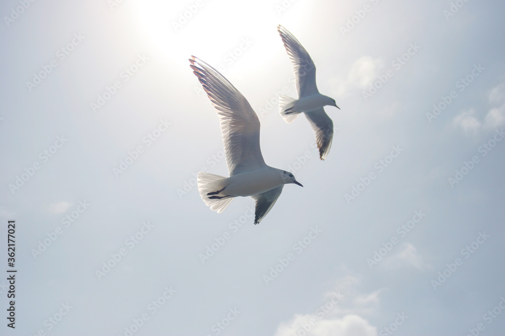 Seagulls flying in sky at way to Bet Dwarka, Gujarat, India Seagulls flying in sky at way to Bet Dwarka, Gujarat, India