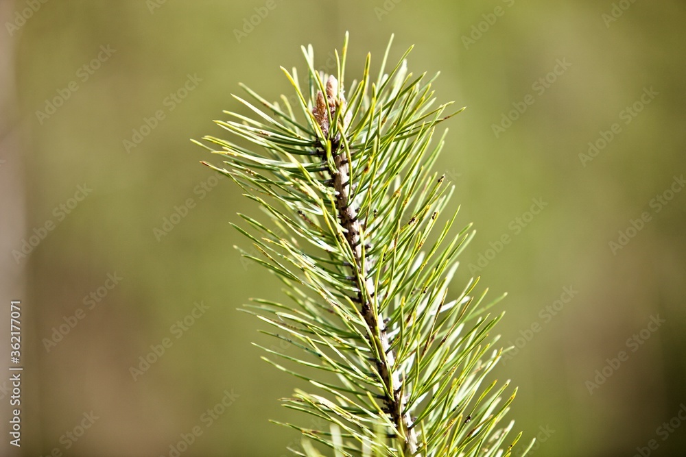 Young green Needles on spruce branch in spring coniferous forest close up. Needles of a young spruce sapling in sunny spring day. Coniferous forest. Evergreen fir tree branch. Clean environment. Young green Needles on spruce branch in spring coniferous forest close up. Needles of a young spruce sapling in sunny spring day. Coniferous forest. Evergreen fir tree branch. Clean environment.