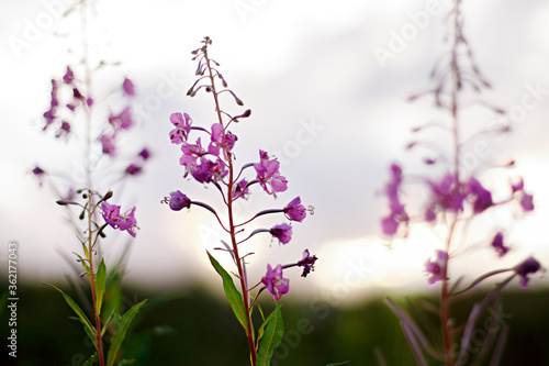 summer wildflowers at sunset. flower composition. lilac flowers closeup with blurry background.