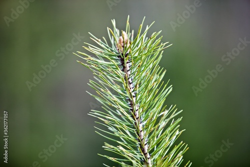 Young green Needles on spruce branch in spring coniferous forest close up. Needles of a young spruce sapling in sunny spring day. Coniferous forest. Evergreen fir tree branch. Clean environment.