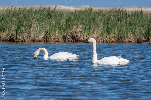 Bewick's Swan (Cygnus bewickii) in Barents Sea coastal area, Russia photo