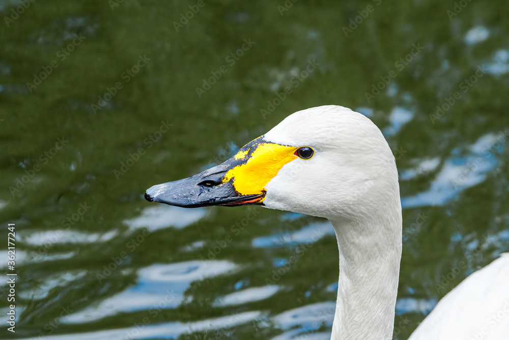 Bewick's Swan (Cygnus bewickii) in Barents Sea coastal area, Russia Bewick's Swan (Cygnus bewickii) in Barents Sea coastal area, Russia