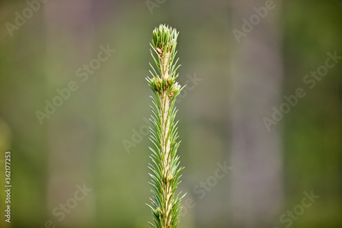 Young green Needles on spruce branch in spring coniferous forest close up. Needles of a young spruce sapling in sunny spring day. Coniferous forest. Evergreen fir tree branch. Clean environment.
