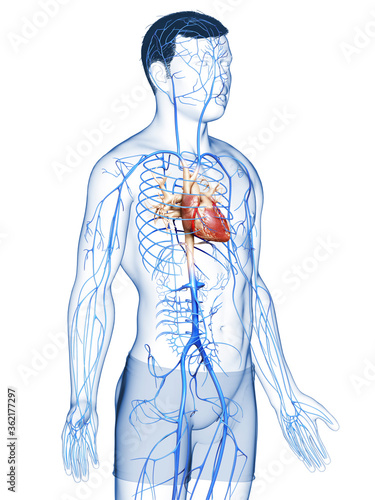 3d rendered medically accurate illustration of a male Veins anatomy