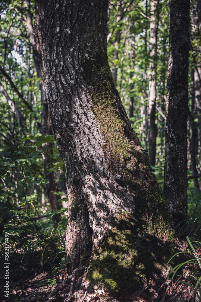 a trunk in the forest overgrown with moss. outdoor recreation concept. a trunk in the forest overgrown with moss. outdoor recreation concept.