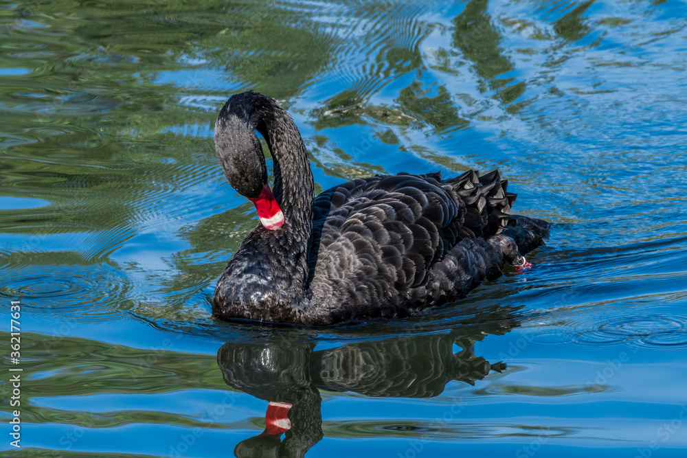 Fototapeta premium Black Swan (Cygnus atratus) in park