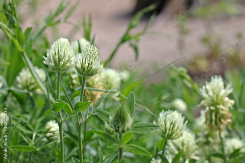 Trifolium ochroleucon