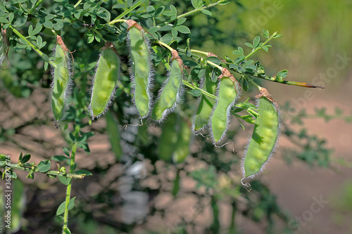 Cytisus scoparius