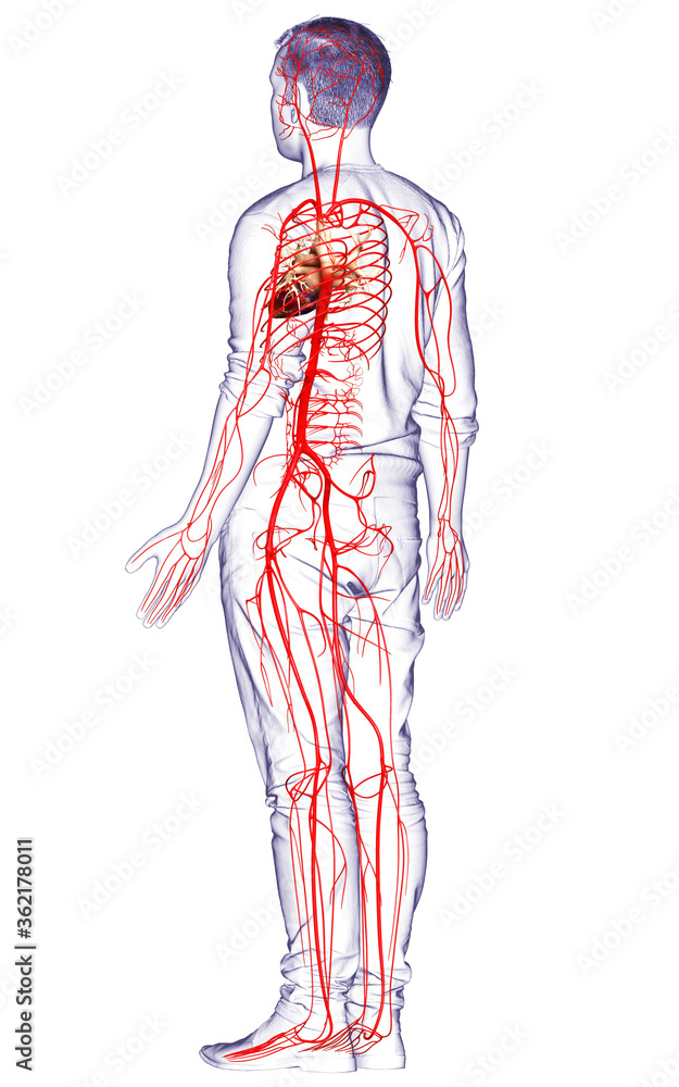3d rendered medically accurate illustration of male arteries 3d rendered medically accurate illustration of male arteries