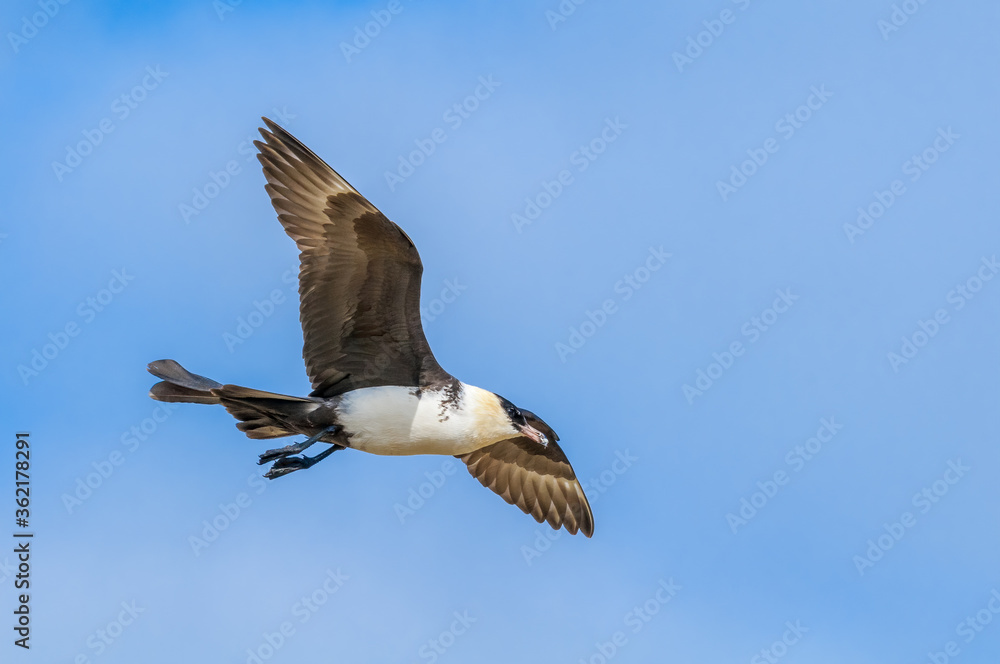 Obraz premium Pomarine Jaeger (Stercorarius pomarinus) in Barents Sea coastal area, Russia