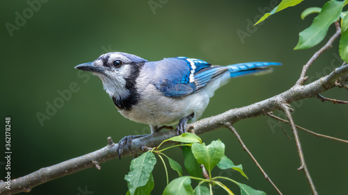 Close-up of a common blue Jay sitting on a tree branch © frank1crayon